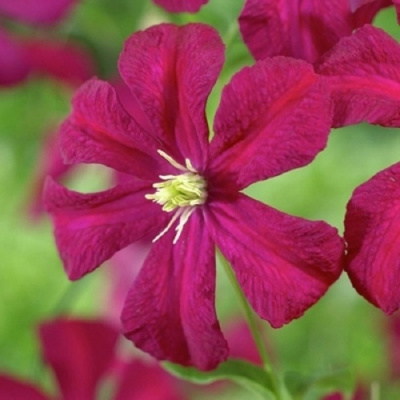 Клематис МАДАМ ДЖУЛИЯ КОРРЕВОН в Павлодаре