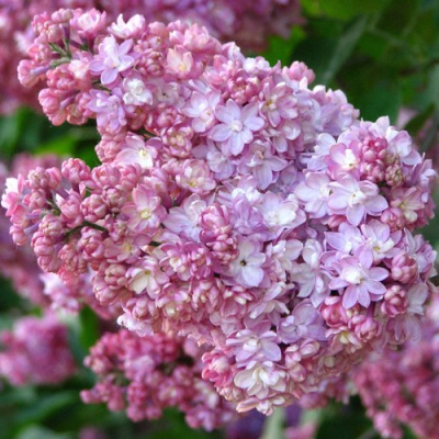 Сирень ПАМЯТЬ О ВЕХОВЕ в Павлодаре