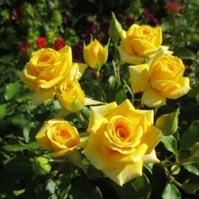 Роза ШАНИ спрей в Павлодаре