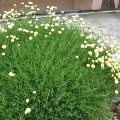 Сантолина зеленеющая в Павлодаре