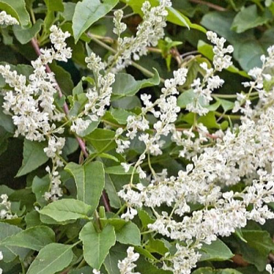 Фаллопия АУБЕРТА в Павлодаре