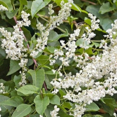 Фаллопия АУБЕРТА в Павлодаре