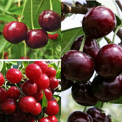 Комплект ВИШНЕВЫЙ САД в Павлодаре