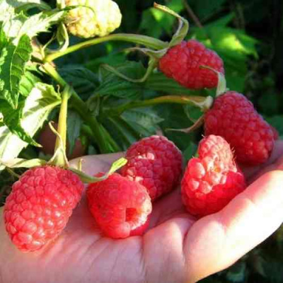 Малина ГОРДОСТЬ РОССИИ в Павлодаре