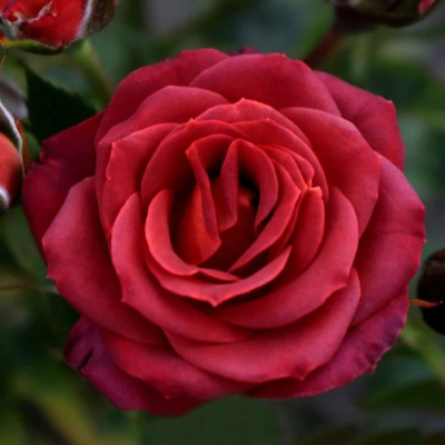 Роза ЧОКОЧИНО спрей в Павлодаре