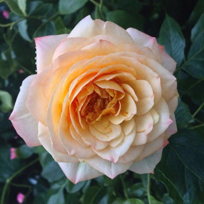 Роза АБЕЙ ДЕ СЕНТ-АМАН шраб в Павлодаре