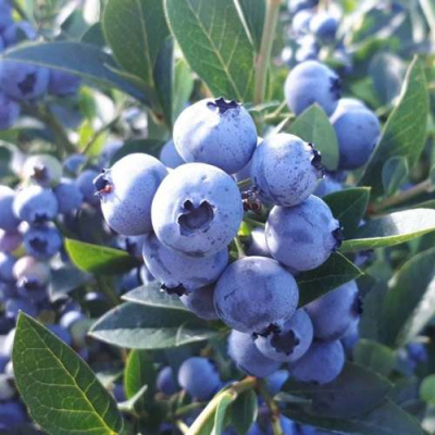 Голубика ХАННА ЧОЙС в Павлодаре