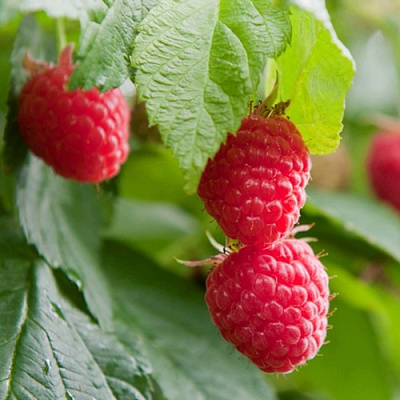 Малина МАРАВИЛЛА в Павлодаре