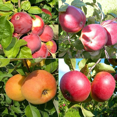 Комплект ЯБЛОНЕВЫЙ КВАРТЕТ в Павлодаре