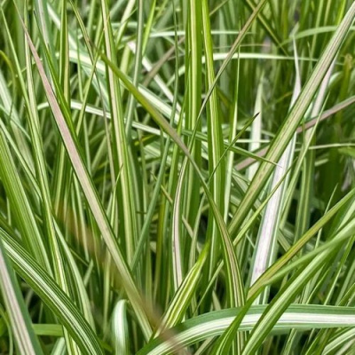 Вейник АВАЛАНШ остроцветковый в Павлодаре