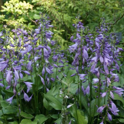 Хоста ГАРРИ ВАН ТРИЕР в Павлодаре