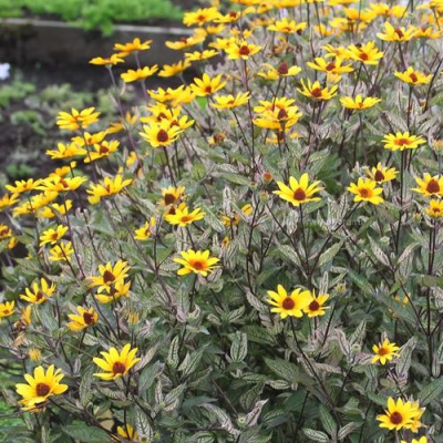 Гелиопсис САММЕР ПИНК в Павлодаре