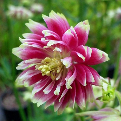 Аквилегия БАРЛОУ НОРА гибрид МакКаны в Павлодаре