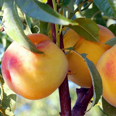 Колонновидные персики в Павлодаре