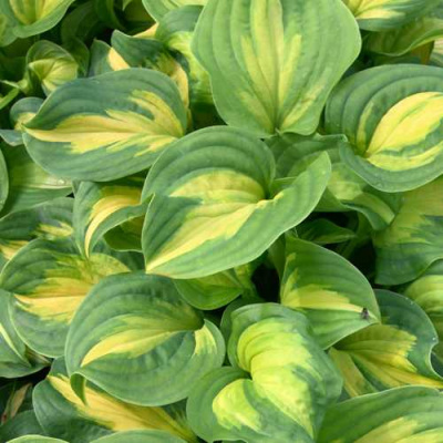 Хоста ЭМЕРАЛЬД ЧАРДЖЕР гибридная в Павлодаре