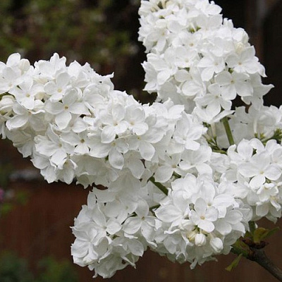 Сирень ФЛОРА в Павлодаре