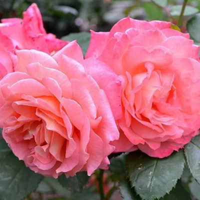 Роза ИНСТИТУТ ЛЮМЬЕР шраб в Павлодаре