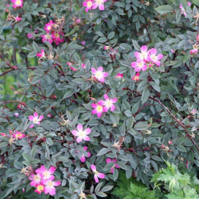 Роза сизая в Павлодаре