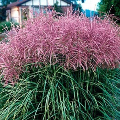 Мискантус МАЛЕПАРТУС китайский  в Павлодаре
