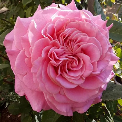 Роза ЭШЛИ чайно-гибридная в Павлодаре