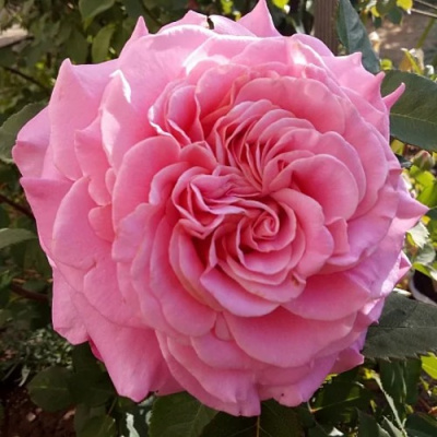 Роза ЭШЛИ чайно-гибридная в Павлодаре