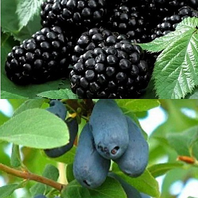 Комплект ЯГОДНЫЙ ДУЭТ в Павлодаре