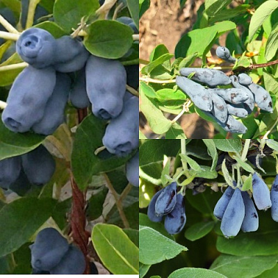 Комплект СЕВЕРНЫЕ ВИТАМИНЫ в Павлодаре