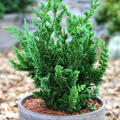 Кипарисовик ВИСЕЛЛИ лавсона в Павлодаре