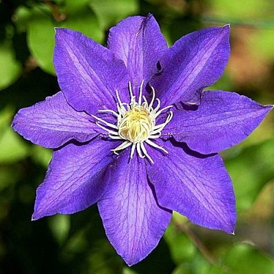 Клематис ЗЕ ПРЕЗИДЕНТ в Павлодаре