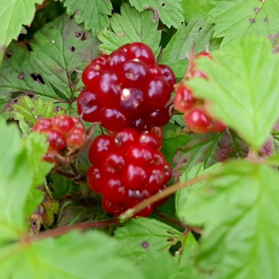 Княженика ПИМА в Павлодаре