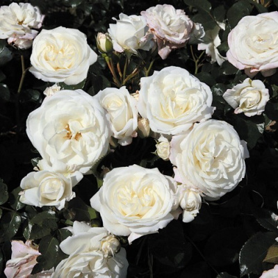 Роза АЛАБАСТЕР флорибунда в Павлодаре