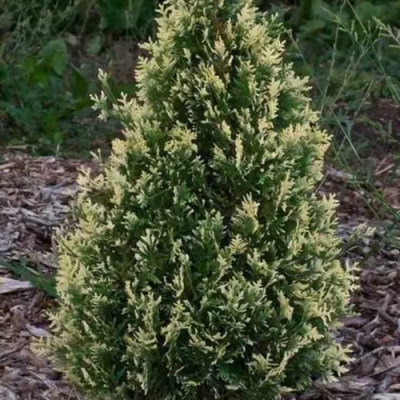 Туя БРАБАНТ ВАРИЕГАТТА западная в Павлодаре