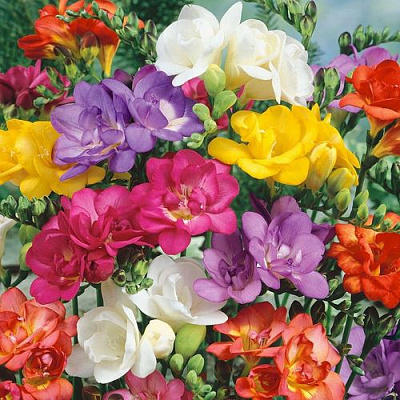 Фрезия СМЕСЬ ОКРАСОК гибридная махровая в Павлодаре