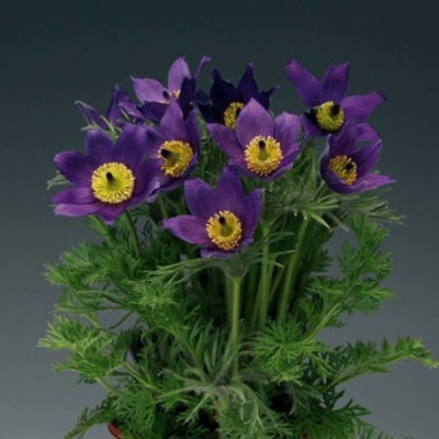 Прострел ПИНВИЛ БЛЮ ШЕЙДЕС в Павлодаре