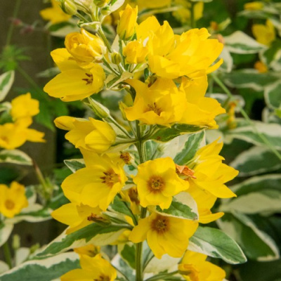 Вербейник АЛЕКСАНДР точечный в Павлодаре