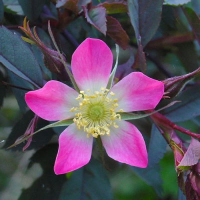 Роза сизая в Павлодаре