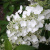 Гортензия ПРИМ ВАЙТ метельчатая в Павлодаре