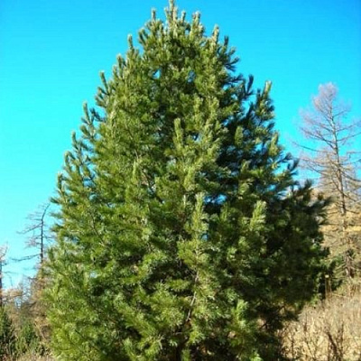 Сосна кедровая сибирская в Павлодаре