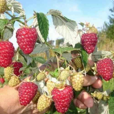 Малина ЖАР-ПТИЦА в Павлодаре