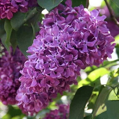 Сирень КАПИТАН ГАСТЕЛЛО в Павлодаре