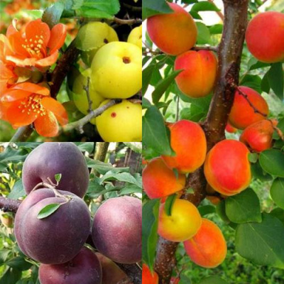 Комплект САД ДЛЯ ГУРМАНА в Павлодаре