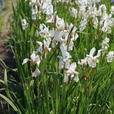 Ирис АЛЬБА сибирский в Павлодаре