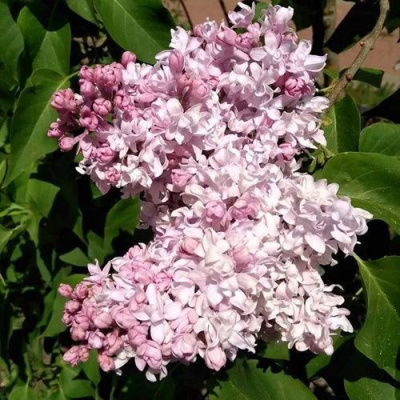 Сирень МИЛОСЕРДИЕ в Павлодаре