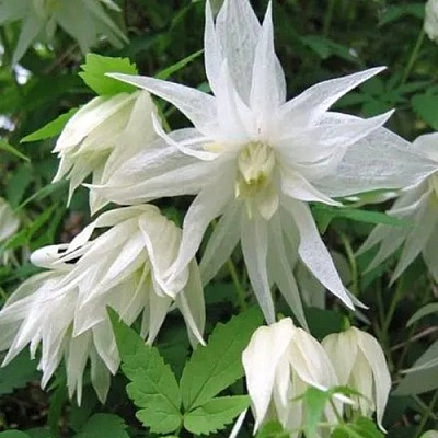 Княжик АЛЬБИНА ПЛЕНА белый махровый в Павлодаре