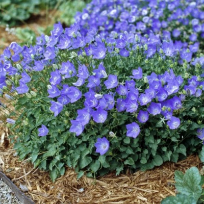 Колокольчик САНТА карпатский в Павлодаре