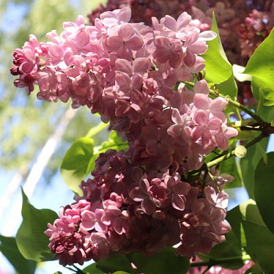 Сирень МЕДОВЫЙ СПАС в Павлодаре