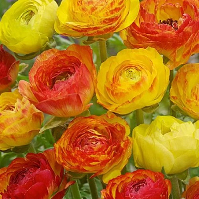 Лютик ПИКОТИ ОРИНДЖ в Павлодаре