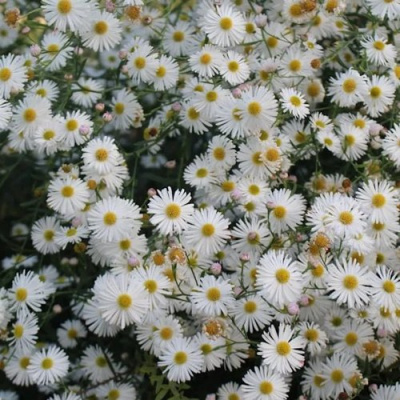 Болтония СНОУБЭНК в Павлодаре