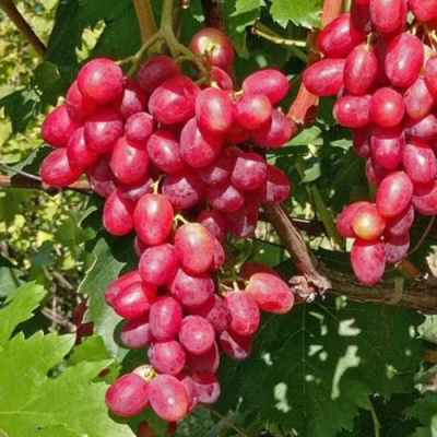 Виноград БАСАНТИ в Павлодаре