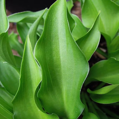 Хоста ГАРРИ ВАН ТРИЕР в Павлодаре